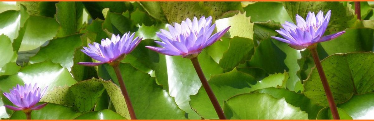 samedi 31 janvier Massages Bien-Être